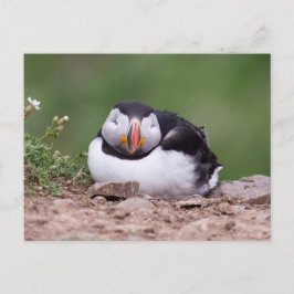 Cartão Postal Puffin Dormindo
