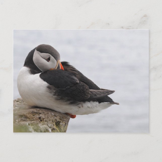 Cartão Postal Puffin Dormindo (Frente)