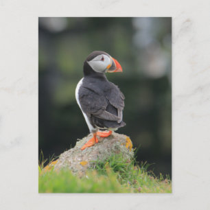 Cartão Postal Puffin em Rock