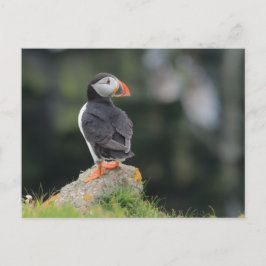 Cartão Postal Puffin em Rock