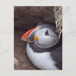 Cartão Postal Puffin em uma toca