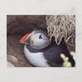 Cartão Postal Puffin em uma toca