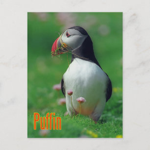 Cartão Postal Puffin engraçado