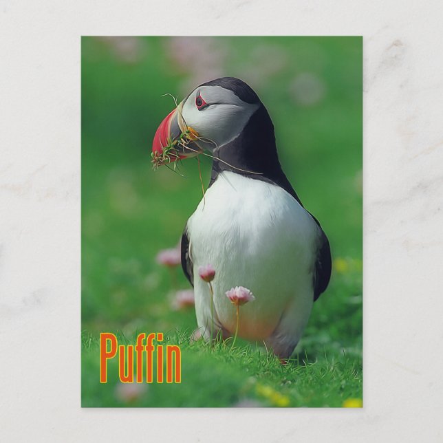 Cartão Postal Puffin engraçado (Frente)