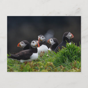 Cartão Postal Puffin Gang