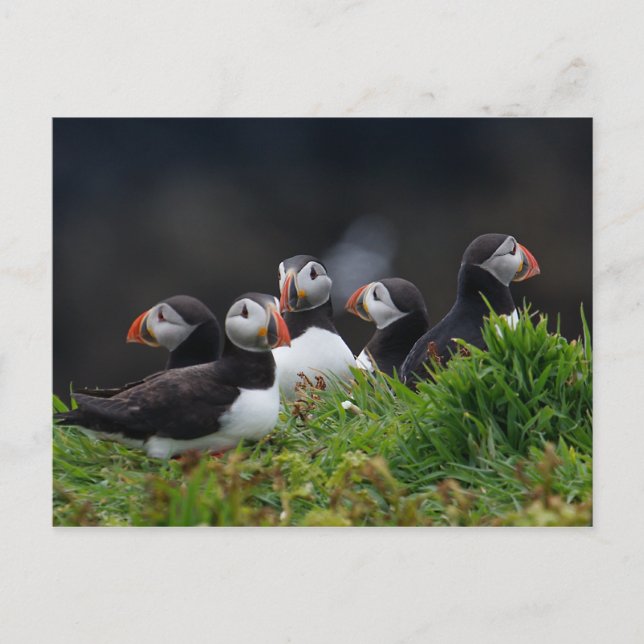 Cartão Postal Puffin Gang (Frente)