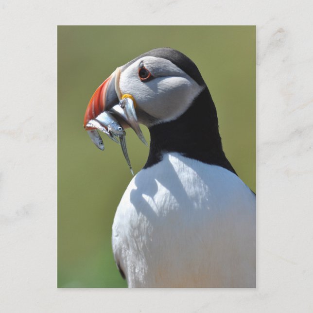 Cartão Postal Puffin Pescador (Frente)