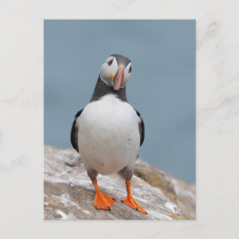 Cartão Postal Puffin Pose