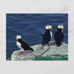 Cartão Postal Puffin Trio Corado