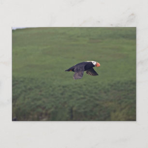 Cartão Postal Puffin tufado em voo, Ilha de Aiktak, Alasca