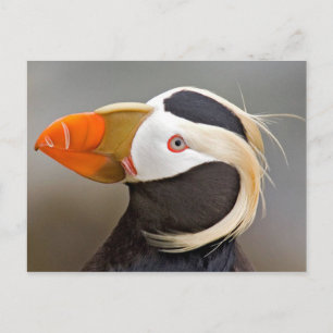 Cartão Postal Puffin Tufado (Fratercula cirrhata)