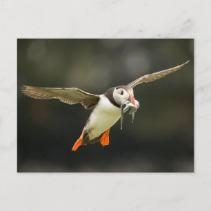 Cartão Postal Puffin voador do Atlântico com peixes de bico