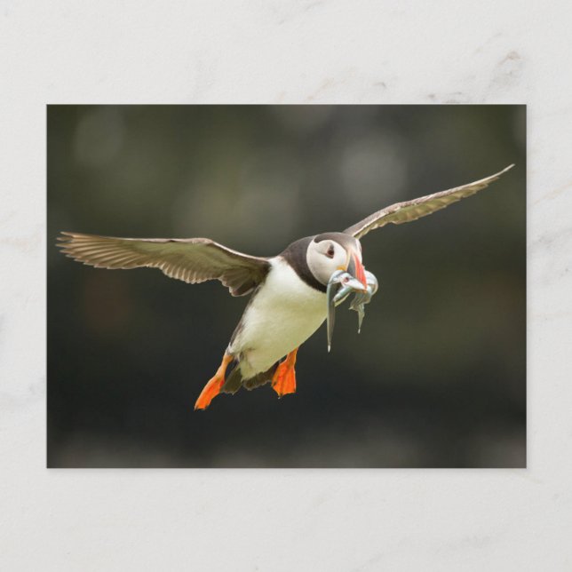 Cartão Postal Puffin voador do Atlântico com peixes de bico (Frente)