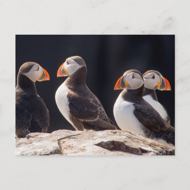 Cartão Postal Puffins (Frente)