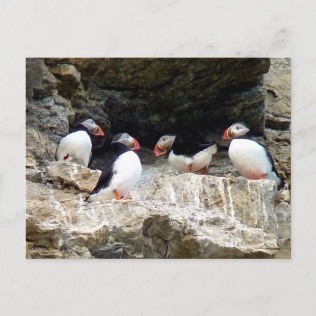 Cartão Postal Puffins Árticos em Svalbard (Frente)