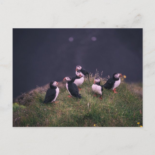 Cartão Postal Puffins Atlântico (Frente)
