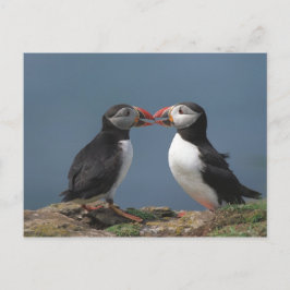 Cartão Postal Puffins engraçados