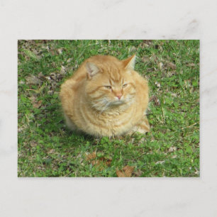 Cartão Postal Puffy Cat