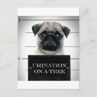 Pug
