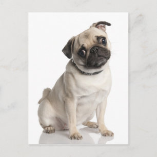 Cartão Postal Pug
