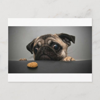 Cartão Postal Pug