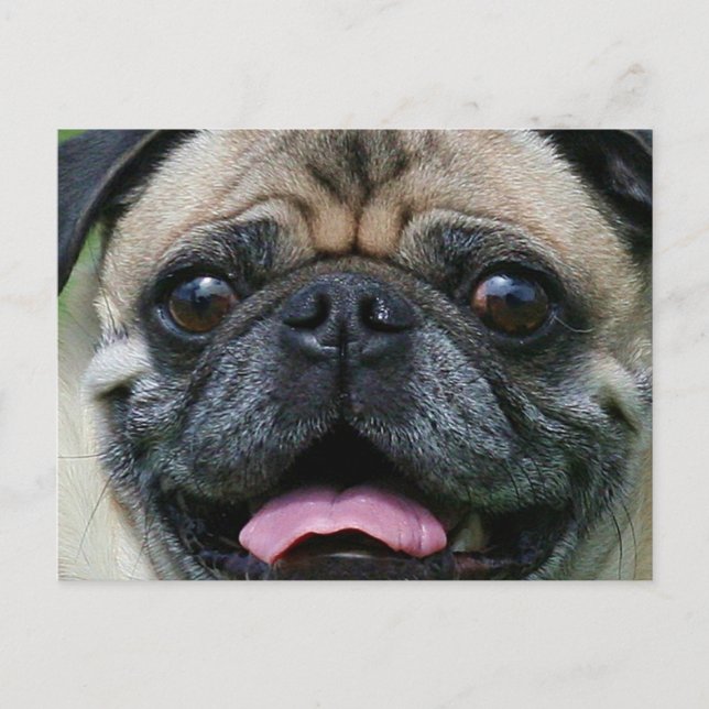 Cartão Postal Pug (Frente)