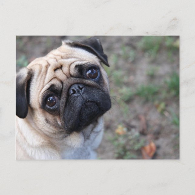 CARTÃO POSTAL PUG (Frente)