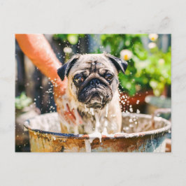 Cartão Postal Pug Being Bathed in Bucket of Water
