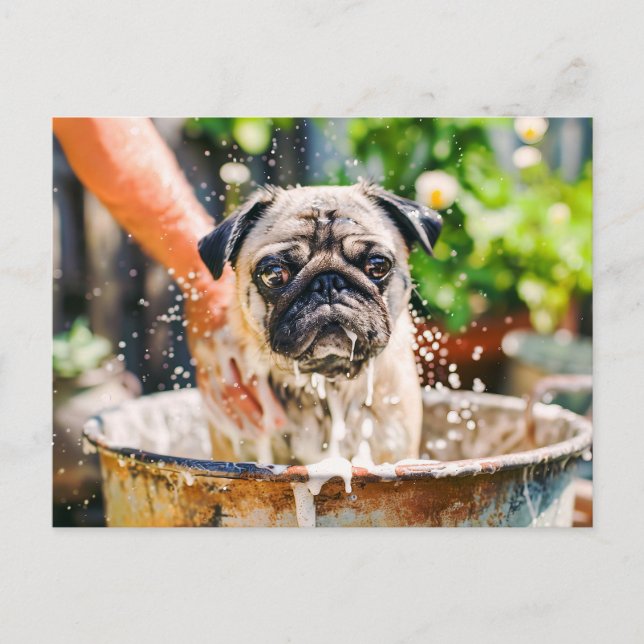 Cartão Postal Pug Being Bathed in Bucket of Water (Frente)
