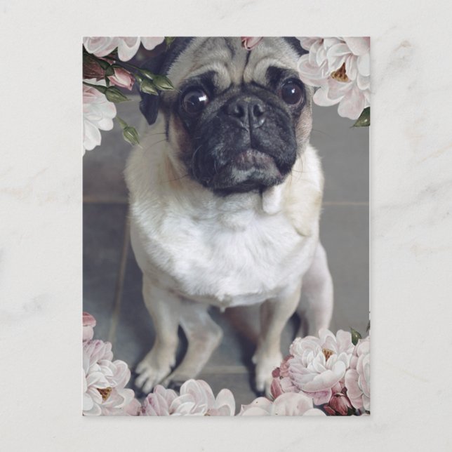 Cartão Postal Pug Bonito (Frente)