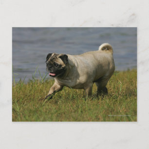 Cartão Postal Pug Brincando Perto da Água