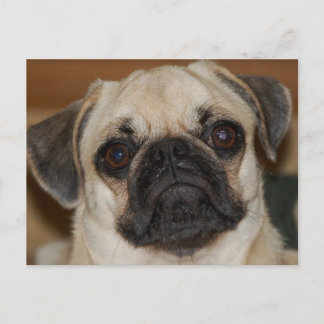 Cartão Postal Pug Chinês