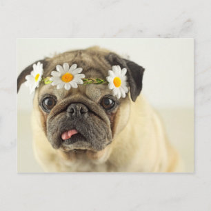 Cartão Postal Pug com Daisy Crown