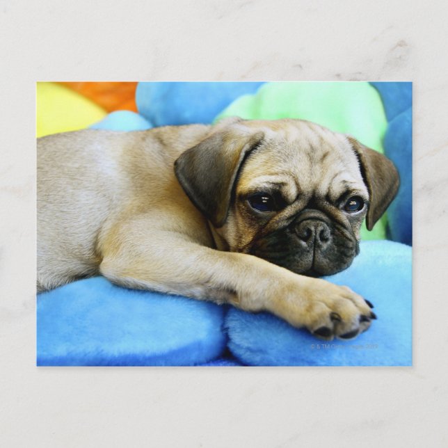 Cartão Postal Pug deitado em travesseiros (Frente)