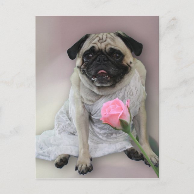 Cartão Postal Pug Dia de Casamento (Frente)