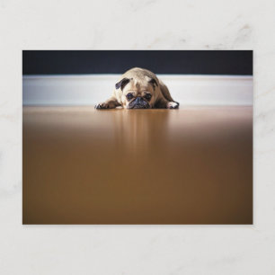 Cartão Postal Pug Dog Puppy Cute Animal Pet Enrugado