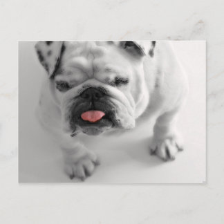Cartão Postal Pug Dog Puppy Pet