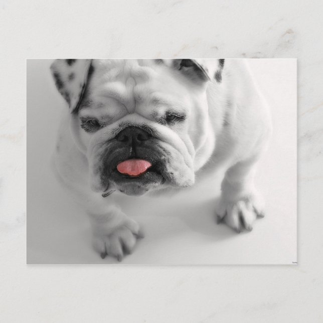 Cartão Postal Pug Dog Puppy Pet (Frente)