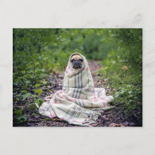 Cartão Postal Pug em cobertor