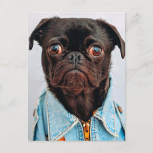 Cartão Postal Pug em Denim Jackey Cachorro Adorável