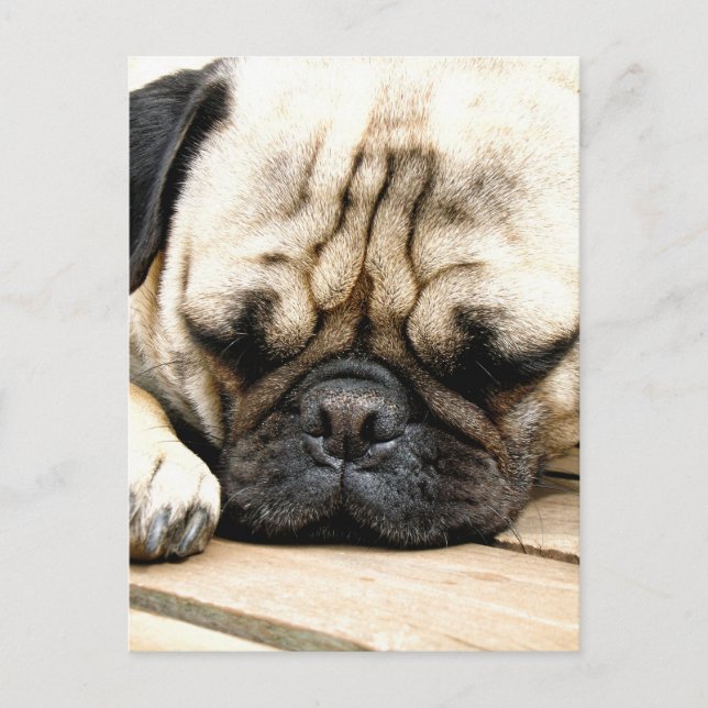 Cartão Postal Pug filhote (Frente)