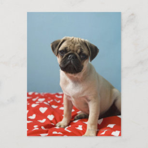 Cartão Postal Pug filhote sentado na cama
