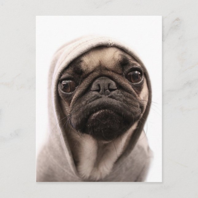 Cartão Postal Pug In A Hoodie (Frente)