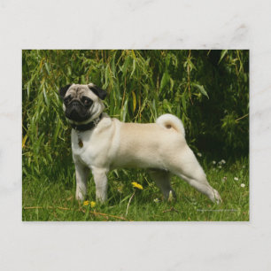 Cartão Postal Pug Looking at Camera