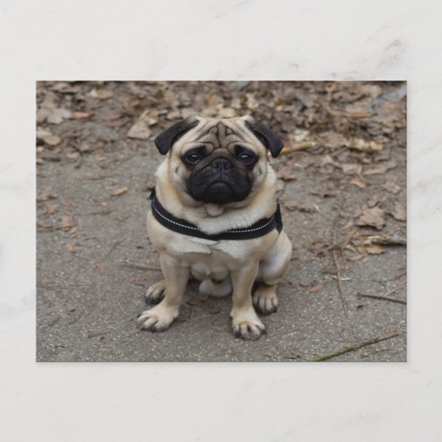 Cartão Postal Pug Muito Sério (Frente)
