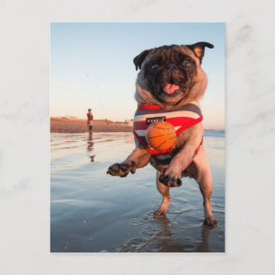 Cartão Postal Pug Plays Ball on Beach