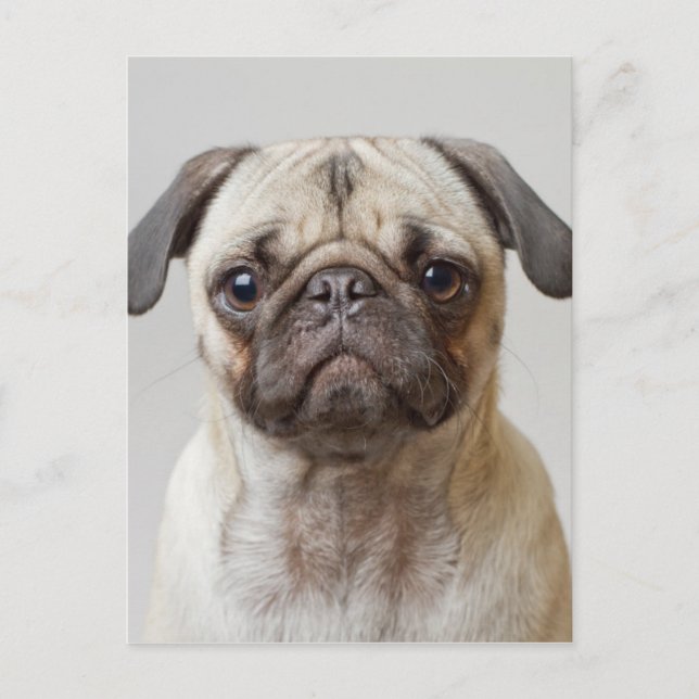 Cartão Postal Pug Portrait (Frente)