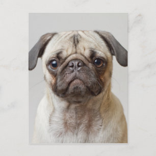Cartão Postal Pug Portrait