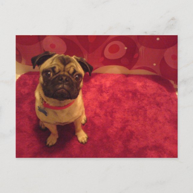 Cartão Postal Pug Postcard Machi (Frente)