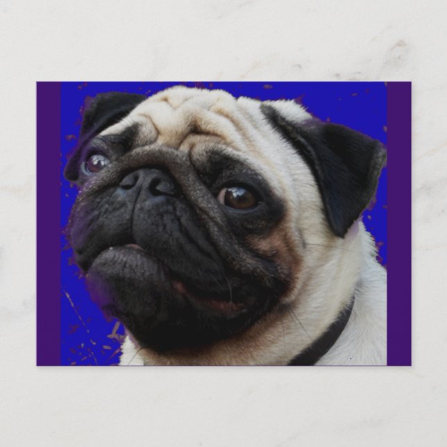 Cartão Postal Pug — Presentes — Rosto Adorável (Frente)